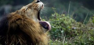 Inde: Un Homme Tué Par Un Lion Dans Un Zoo