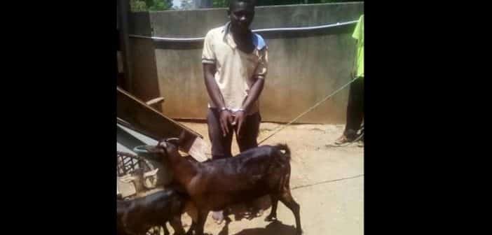 Malawi Arrêté Pour Avoir Couché Avec Une Chèvre Il Livre Une Étonnante Défense