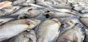 Gabon: Découverte De Centaines De Poissons Morts Sur Les Côtes De Plusieurs Villages