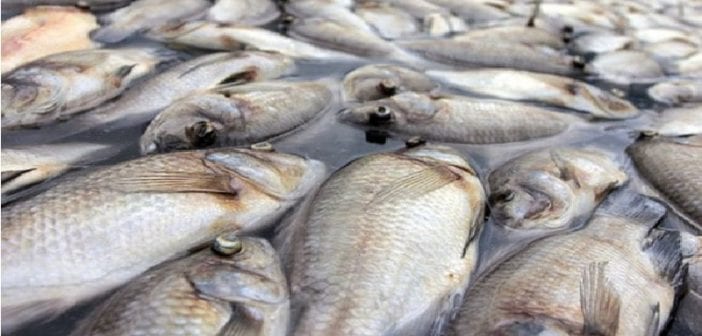 Gabon: découverte de centaines de poissons morts sur les côtes de plusieurs villages