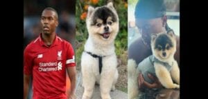 La Grosse Récompense De Daniel Sturridge Pour Celui Qui Retrouvera Son Chien Volé (Vidéo)