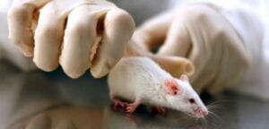 Sida: Le Virus Éliminé Chez Des Souris