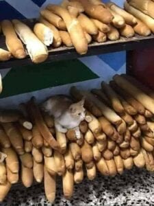 L&Rsquo;Image D&Rsquo;Un Chat Assis Sur Une Pile De Baguettes De Pain Destinées À La Vente Suscite L&Rsquo;Indignation De La Toile Au Sénégal