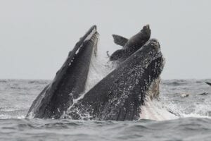 Lion De Mer Happé Par Une Baleine : Qu&Rsquo;Est Devenue L&Rsquo;Otarie ?