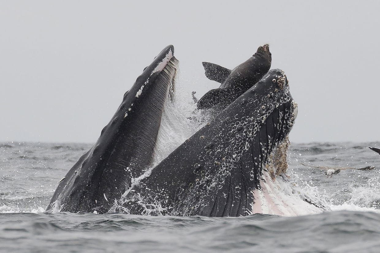 Lion de mer happé par une baleine : qu’est devenue l’otarie ?