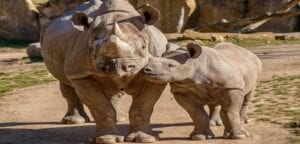 Afrique Du Sud: Un Chasseur Condamné À Une Lourde Peine De Prison Pour Avoir Tué Un Bébé Rhinocéros