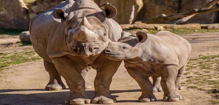 Afrique du Sud: un chasseur condamné à une lourde peine de prison pour avoir tué un bébé rhinocéros