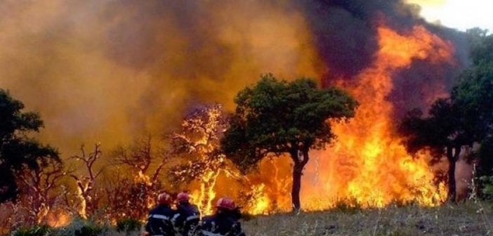 Algérie: Une Partie Du Nord Du Pays Ravagée Par Un Incendie