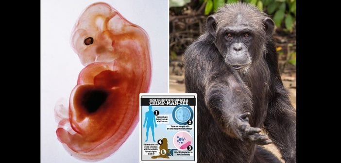 Chine : des scientifiques créent le premier hybride humain-singe au monde