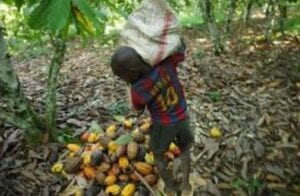 L&Rsquo;Exploitation De Millions D&Rsquo;Enfants Pour La Production Du Nutella