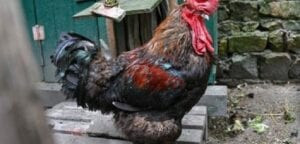 Inde : Un Coq Participant À Un Combat Illégal Tue Son Propriétaire