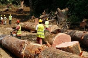 Gabon : Un Chinois Condamné Pour Exploitation Illégale De Bois