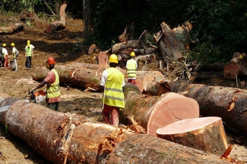 Gabon : Un Chinois condamné pour exploitation illégale de bois