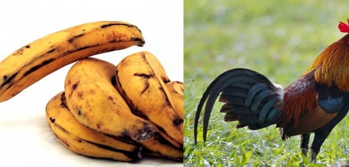 Ghana,il écope , Lourde Peine ,banane Plantain , Coq