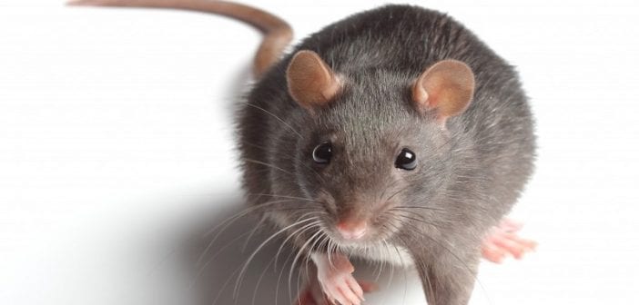 Voici 5 moyens naturels de protéger votre maison contre les souris