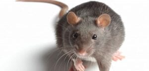 Voici 5 Moyens Naturels De Protéger Votre Maison Contre Les Souris