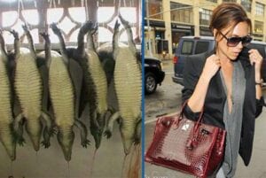 Pour Produire Les Articles De Marque Hermès Ils Découpent Des Alligators Vivants