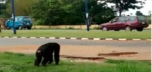 Nigeria: Un Gorille Qui S’est Échappé D’un Zoo Sème La Panique (Vidéo)