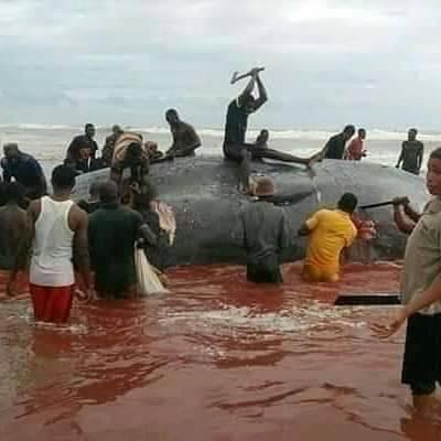 Nigeria: Une Baleine Massacrée Par La Population
