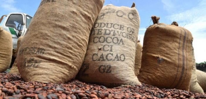 Économie, Le Cacao Ivoirien, Est En Danger