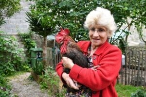 France : La Justice Autorise Le Coq Maurice À Continuer De Chanter