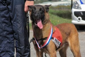 Une Maison De Retraite Pour Les Chiens Policiers Ouvre En France