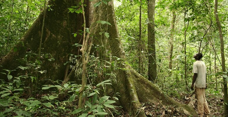 Gabon va recevoir 136 millions d’euros lutter contre déforestation - Le Gabon va recevoir 136 millions d’euros pour lutter contre la déforestation