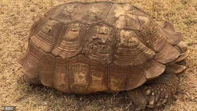 19298818 7537975 image a 59 1570197027161 - Une tortue vénérée dotée de pouvoirs de guérison meurt à l’âge de 344 ans au palais de l’empereur nigérian
