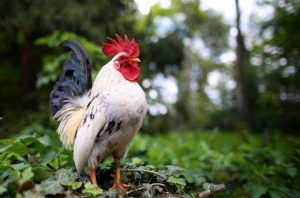 Un Joueur Condamné Pour Avoir Décapité Un Coq Avec Ces Dents