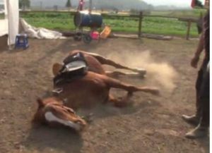 Voici Le Cheval Qui Fait Le Mort Quand Un Humain Tente De Le Monter