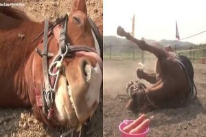 Jingang : Le Cheval Qui Fait Le Mort À Chaque Fois Qu’on Tente De Le Monter (Vidéo)