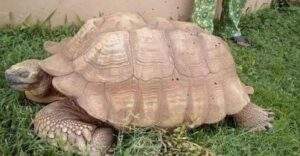 Mort À L’âge De 344 Ans D’alagba, La Plus Vieille Tortue D’afrique