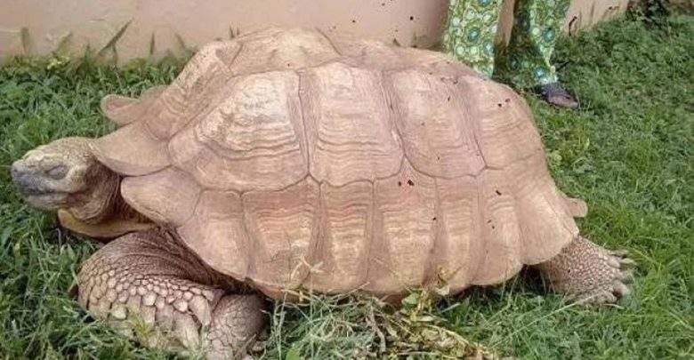 Mort à l’âge de 344 ans d’Alagba, la plus vieille tortue d’Afrique