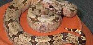 Senegal: Un Serpent S’invite Dans Une Boîte De Nuit