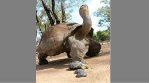 Une Tortue Vénérée Dotée De Pouvoirs De Guérison Meurt À L’âge De 344 Ans Au Palais De L’empereur Nigérian