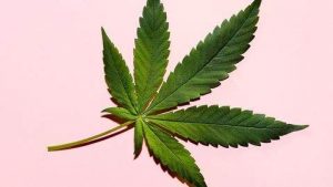 France : Il Sera Bientôt Possible De Se Soigner Avec Du Cannabis