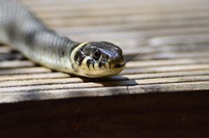 Voici Comment Réagir Face À Un Serpent