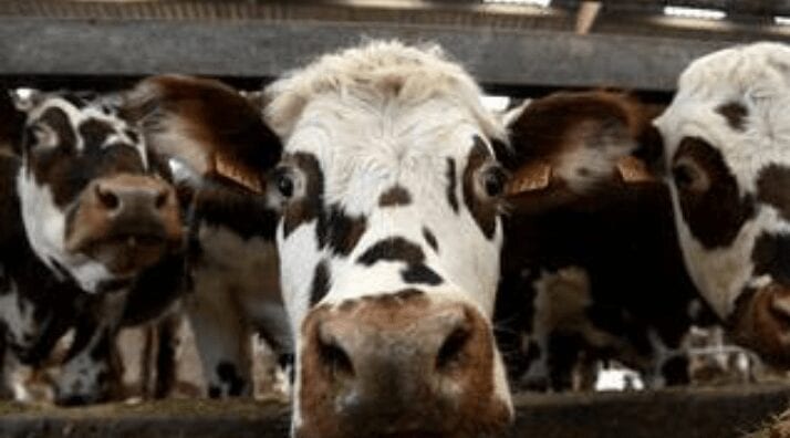 Un Agriculteur Lourdement Condamné À Cause De L&Rsquo;Odeur De Ses Vaches