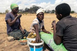 Le Zimbabwe Menacé Par Un Risque De Famine Imminent