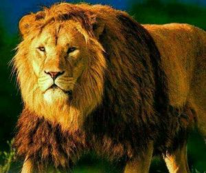 Nigéria : Pour Sa Sécurité Il Fait Garder Sa Maison Par Un Lion