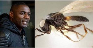 Idris Elba: Le Nom De L’acteur Attribué À Une Espèce D’insecte