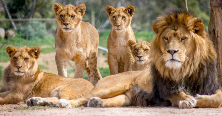 Le continent africain a perdu la moitié de ses lions en seulement 25 ans