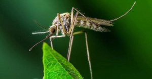 Santé : Une Étonnante Découverte Sur La Lutte Contre Le Paludisme 