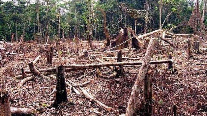Société : La Côte D’ivoire A Perdu 90% De Son Patrimoine Forestier