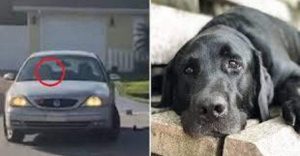 Usa-Insolite: Un Chien Conduit Une Voiture Pendant Près D’une Heure (Vidéo)