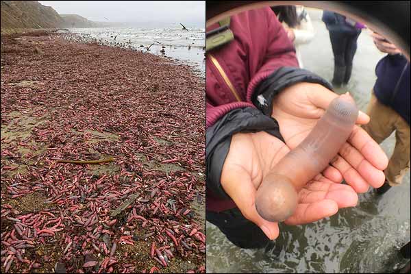 Des milliers de « poissons pénis » s’échouent sur une plage en Californie (photos)