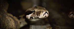 Cameroun/Sorcellerie: Une Élève Tuée Dans Son Sommeil Par Un Serpent