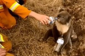 Australie : L&Rsquo;Incendie Pourrait Faire Disparaître Un Milliard D&Rsquo;Animaux