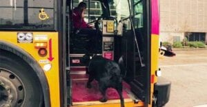 Ce Chien Prend Le Bus Tout Seul À Tous Les Jours Pour Aller Jouer Dans Un Parc