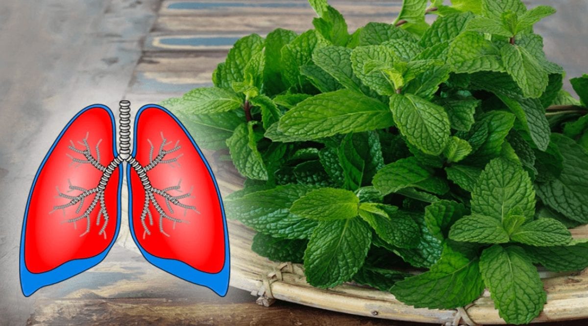 Ces 9 Plantes Nettoient Les Poumons Soulagent La Toux La Bronchite Et L’asthme
